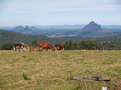 Glass House Mountains from Bald Knob Road