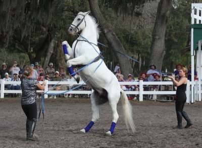 Lipizzaner Stallions