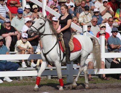 Lipizzaner Stallions