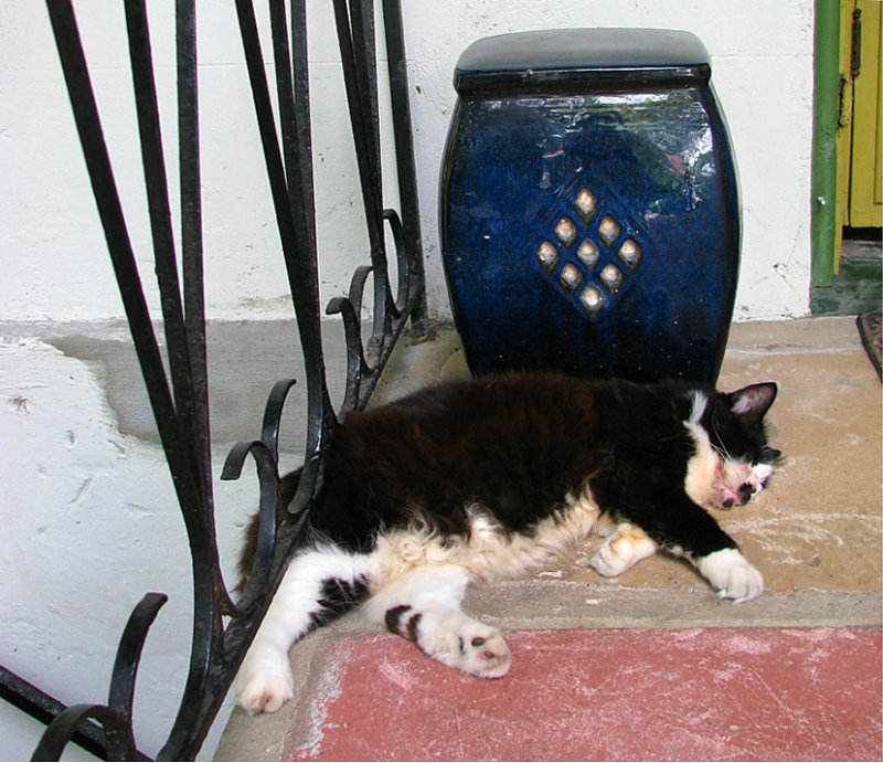 le chat sans visage