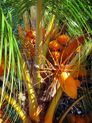 Fruits oranges