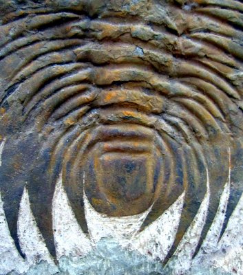 Queue de Trilobite