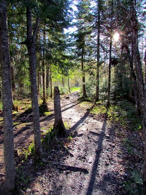 sentier du bois