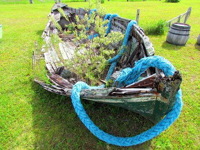 La barque prenant racine