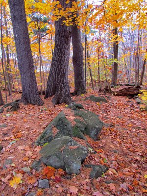 tapis de feuilles