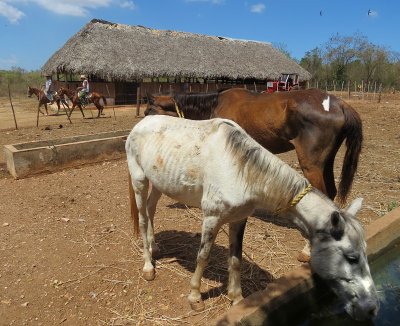 Les canassons cubains