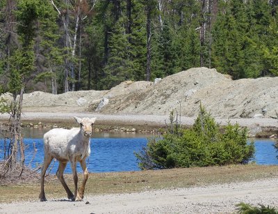 Le jeune Caribou