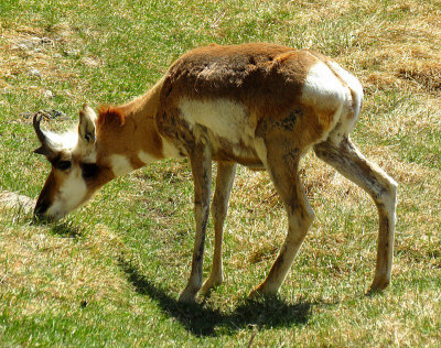 antilope broutante