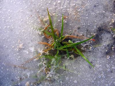 g4/83/550183/3/52338249.frozen.jpg