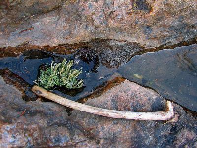 g4/83/550183/3/60094231.Lichens.jpg