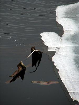 bois et glace dans le parc