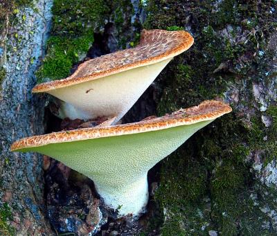 les deux champignons