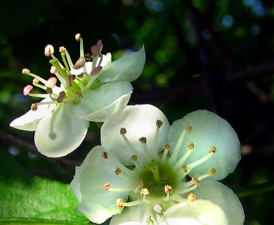 fleurs de pommier