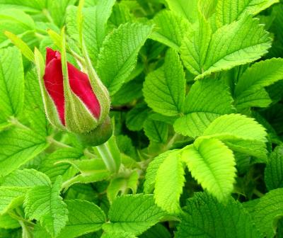 Bouton de rosier sauvage