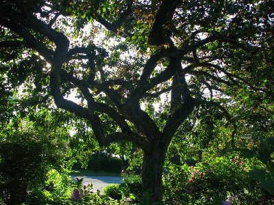 dans les jardins de Mtis