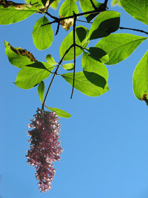 lilas en contrejour