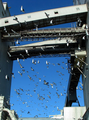 LE RODO DES PIGEONS DU PORT