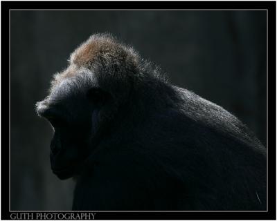 Primates