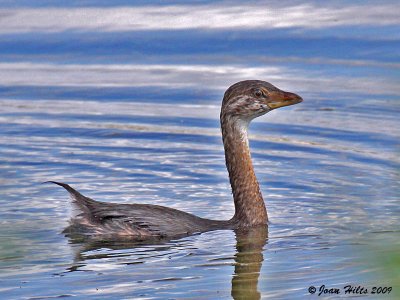 Pied-billed Grebe 08