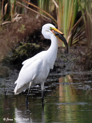 Great Egret 09