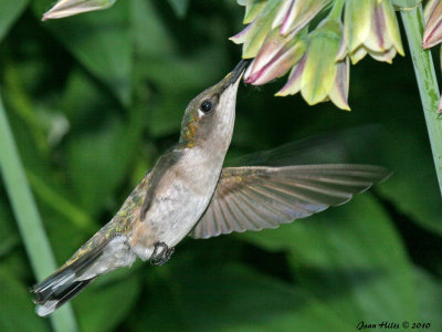 Ruby Throated Hummingbird 09