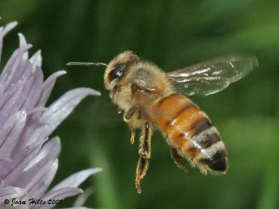 Bees, Wasps and Hornets