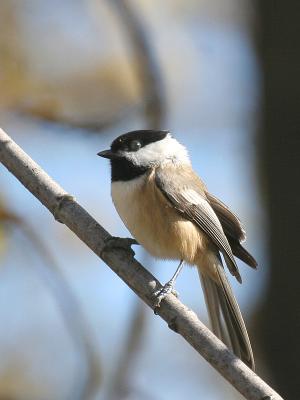 Black-capped Chickadee 11