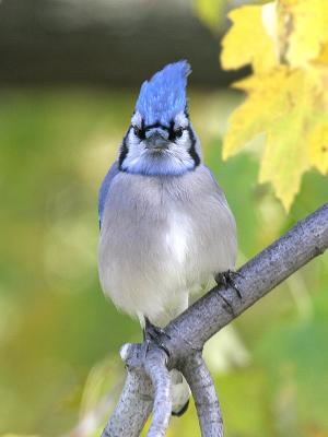 Blue Jay 06