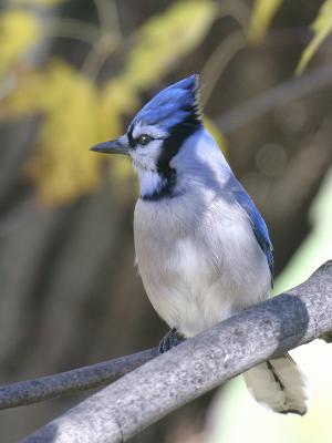 Blue Jay 07