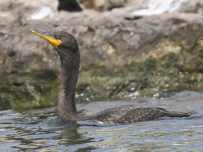 Double-crested Cormorant 09