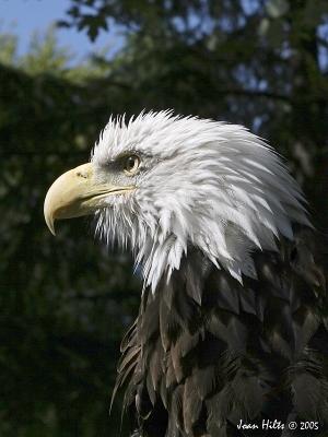 Bald Eagle (Liberty) 02