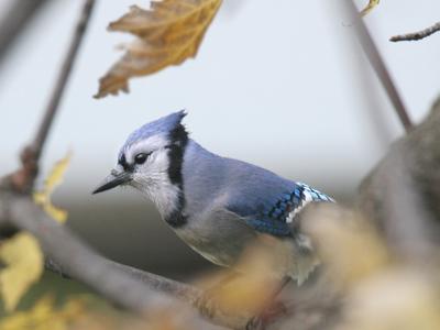 Blue Jay 08