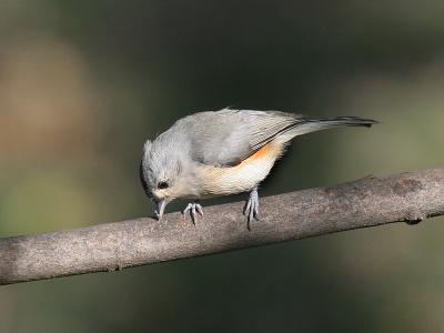 Tufted Titmouse 02