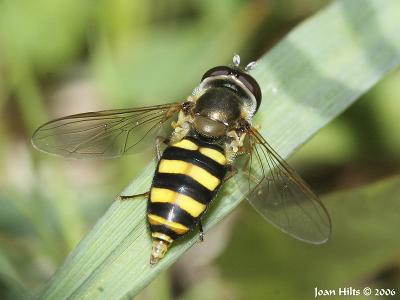 Hover Fly 01