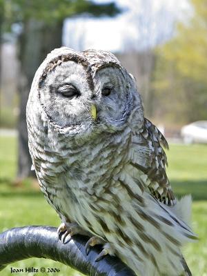 Barred Owl 01