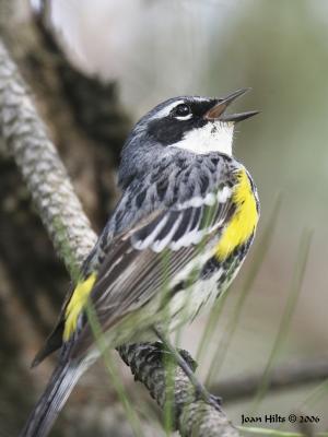 Yellow-rumped 01