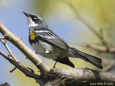 Yellow-rumped 02