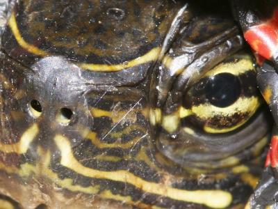 Eastern Painted Turtle 02