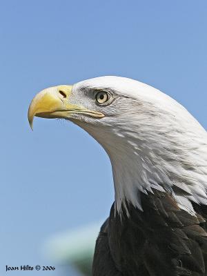 Bald Eagle (Liberty) 04