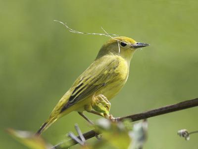 Yellow 03