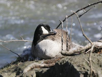 Canada Goose 16