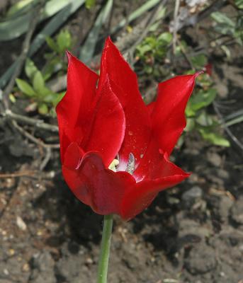Tulip 02