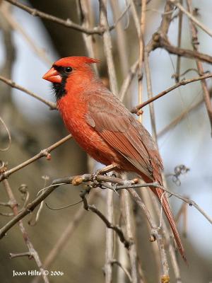 g4/83/55683/3/61223688.NorthernCardinal17.jpg