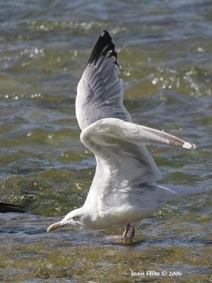 Herring 04