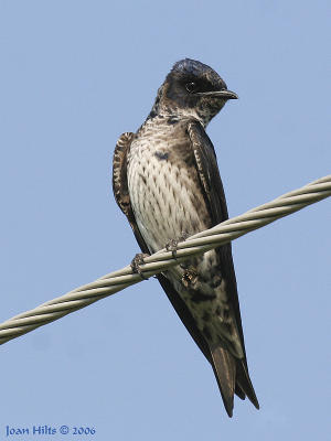 Purple Martin 02
