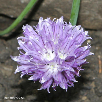 Chives 01