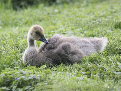 Canada Goose 17