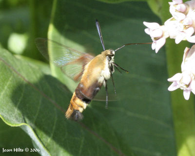 Snowberry Clearwing 01