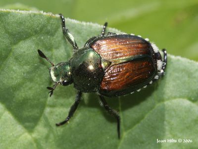 Japanese Beetle 01