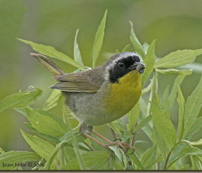 Common Yellowthroat Warbler 02